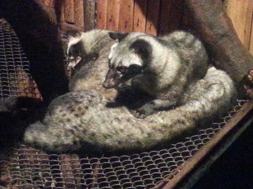 Binatang ini heran mengapa manusia suka mencari pupnya. Betul, ini lah luwak!
