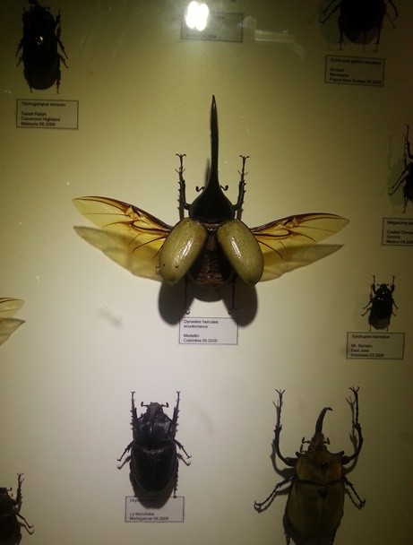 Sumpah kalo gw ketemu kumbang ini hidup2 gw pasti ngacir