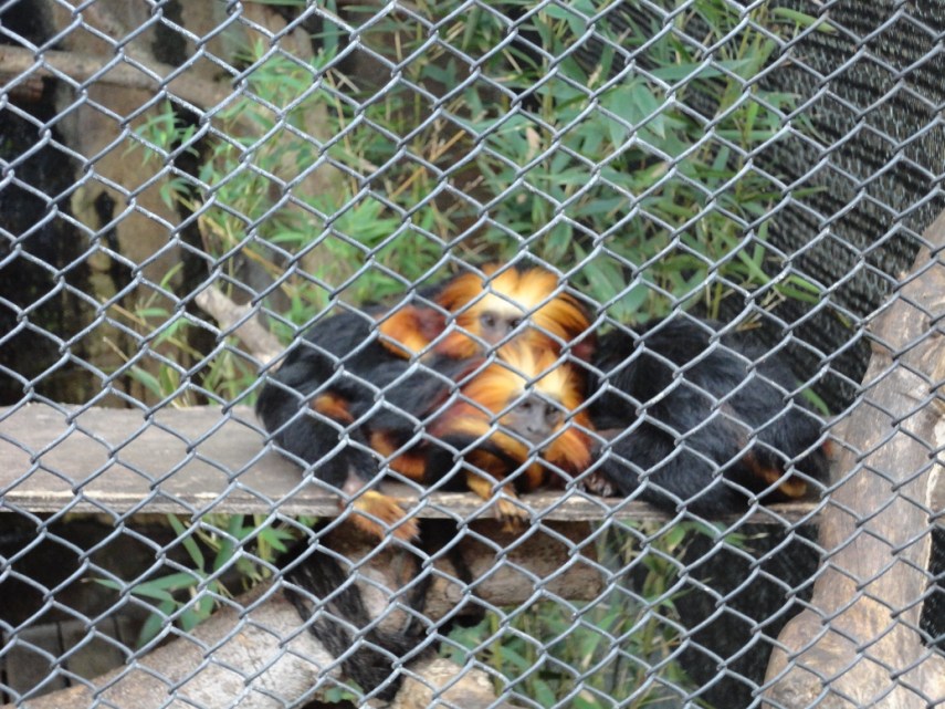 Primata yang satu ini mukanya kayak singa