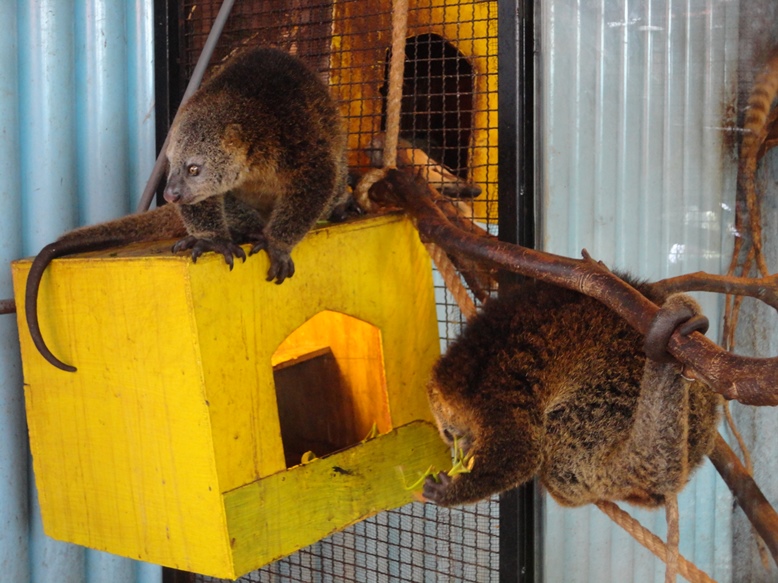 Lupa ini binatang apa, tapi ekornya kayak korupsi. Cengkeramannya kuat.