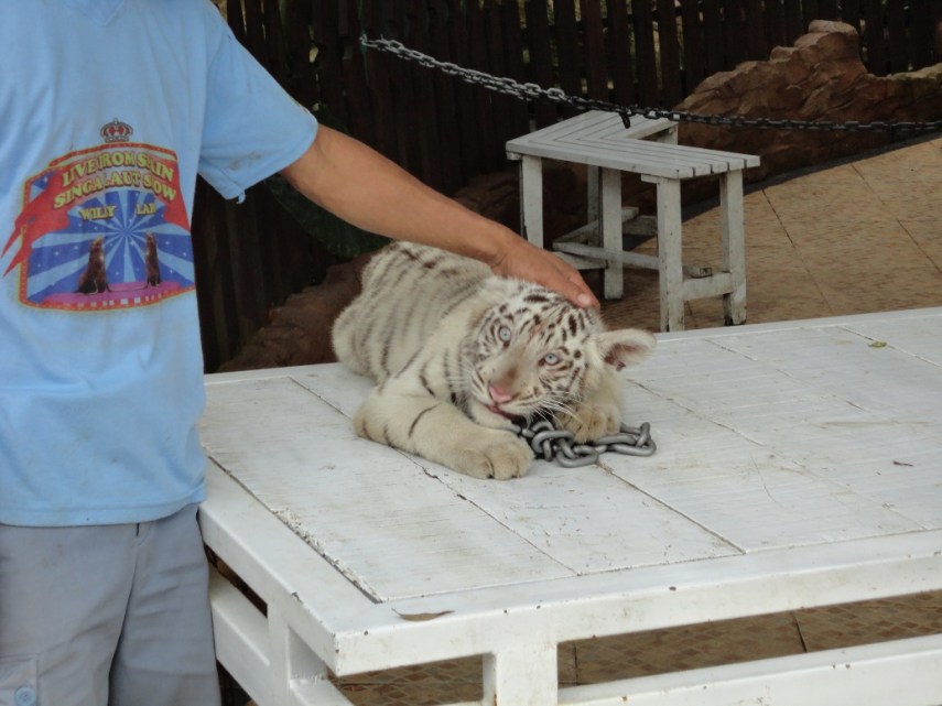 Anak macan putih! Kiyut! Tapi mengunyah rantai besi....