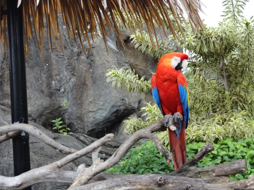 Ada beberapa burung kakaktua yang bisa didekati bahkan berfoto bersama kalau mau
