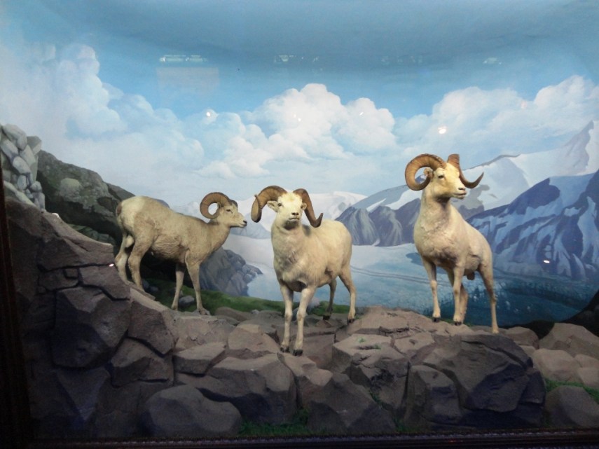 Kambing gunung. Bagus banget, dan dioramanya juga realistis desainnya.