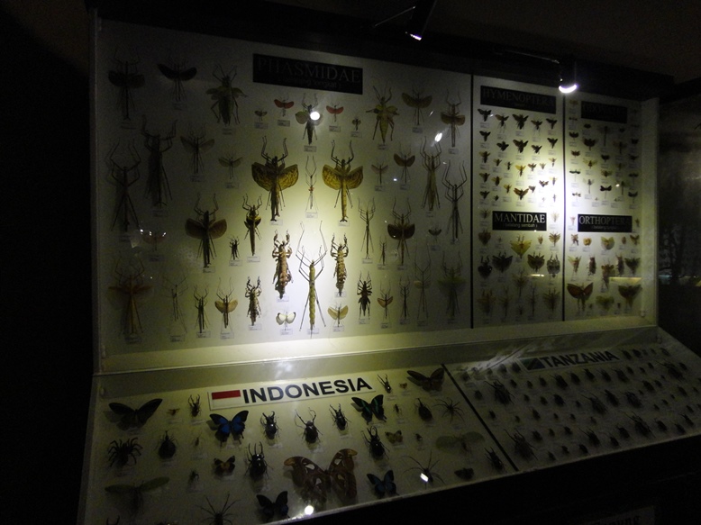 Koleksi berbagai serangga diawetkan. I hate bugs!