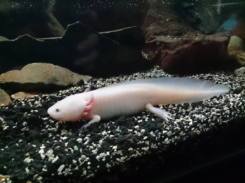 Ikan berkaki! Seperti menyaksikan evolusi ketika ikan mulai pindah ke darat menjadi reptil