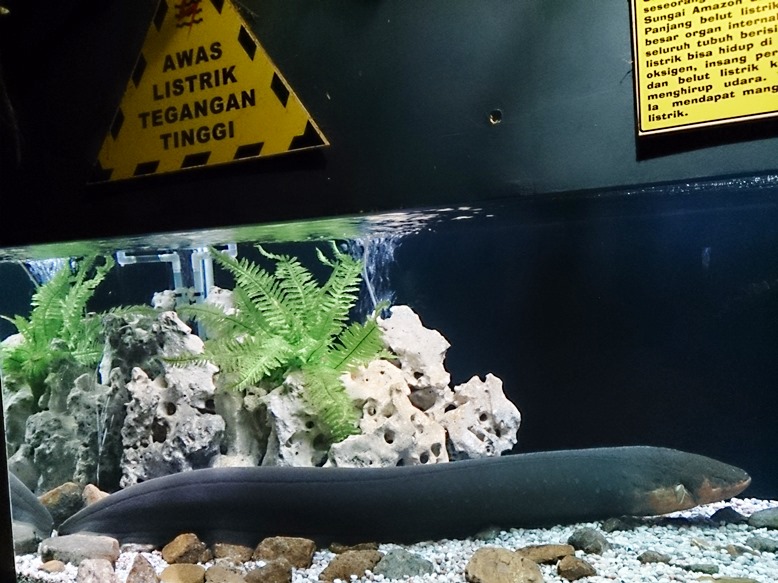 Belut listrik. Mungkin solusi bagi PLN yang byarpet meluluk.