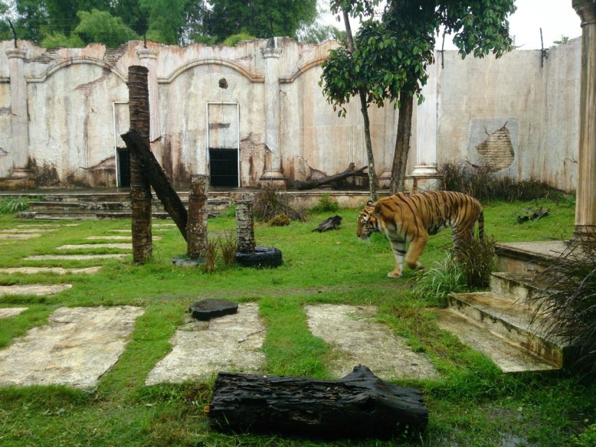 Bengal tiger. Sumpah ganteng banget! (Eh mungkin aja doi betina sih)