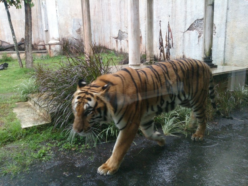 Si harimau Bengal pas lewat di dekat kaca, cakepnya luar biasa