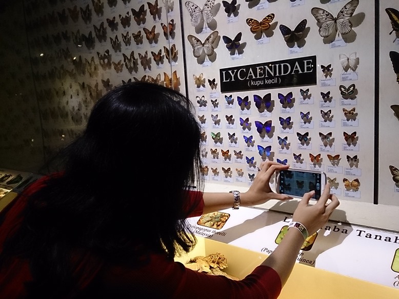 Kupu-kupu banyak sekali