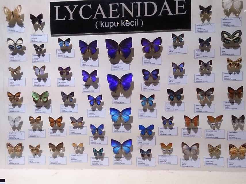 Ini baru sebagian kecil saja lho dari koleksi kupu yang ada