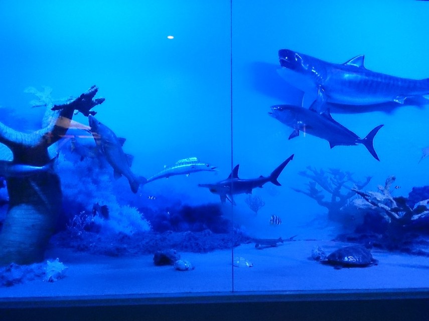 Koleksi Museum Satwa sangat lengkap, termasuk  binatang laut