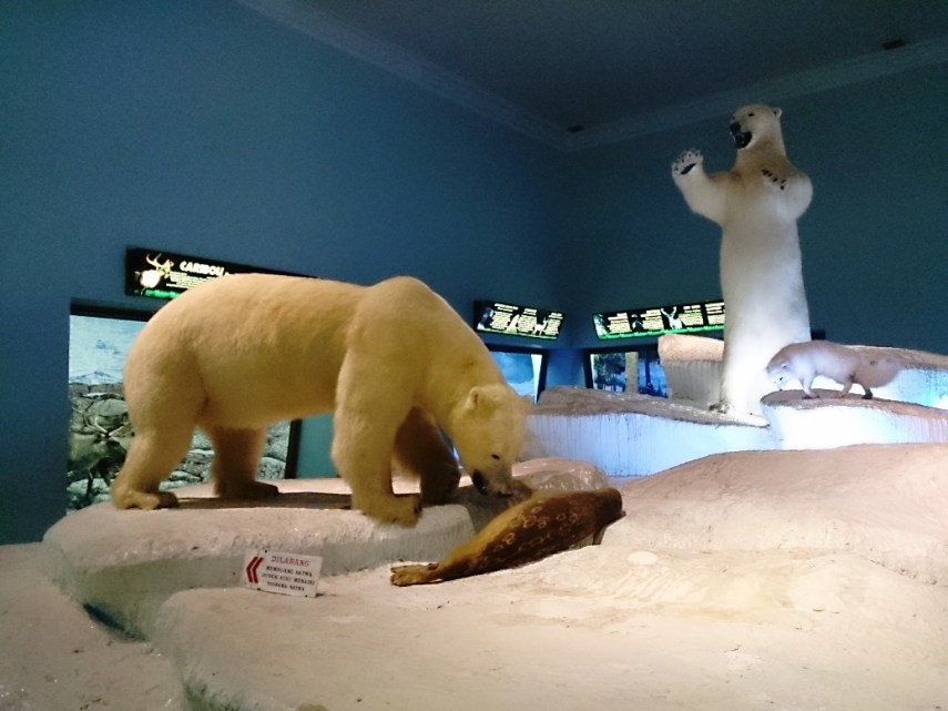 Exhibit beruang kutubnya keren, ada di tengah ruangan