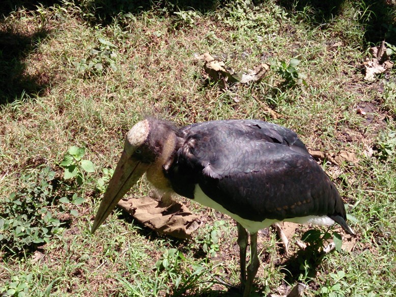 Misalnya burung ini....