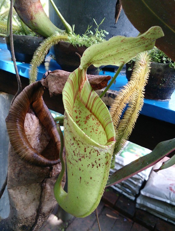 Kantong Semar. Lalat yang terpikat aroma umpan akan masuk ke dalam kantung, tergelincir karena dinding dalam yang licin, dan pelan-pelan "dicerna". Eewww.