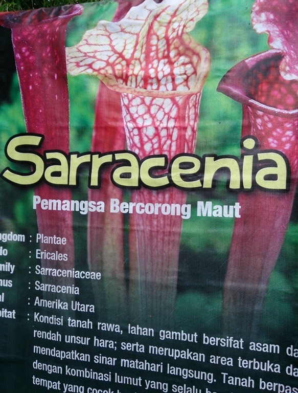 "Pemangsa bercorong maut". Gak beda sama cowok2 jago sepik sih...