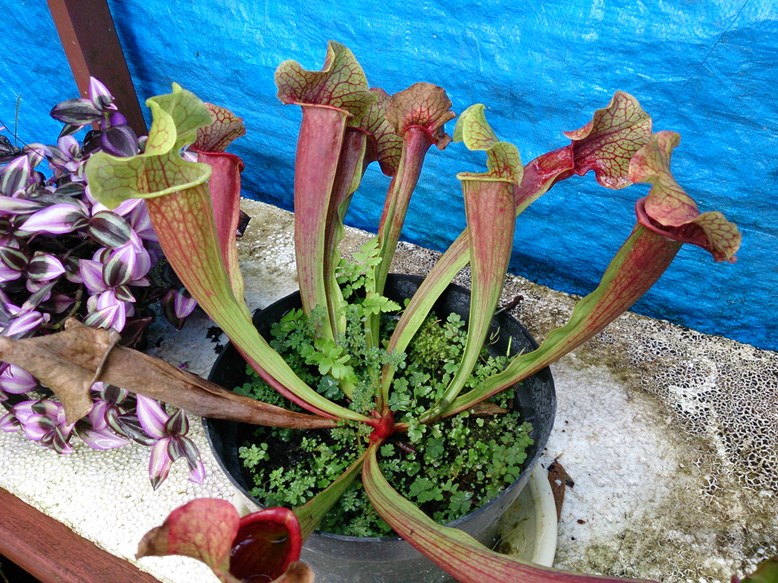 Sarracenia. Si cantik pemakan daging