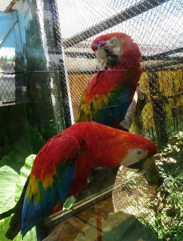 Kalau nggak salah si warna-warni ini dari Brazil. Kayak film Rio.