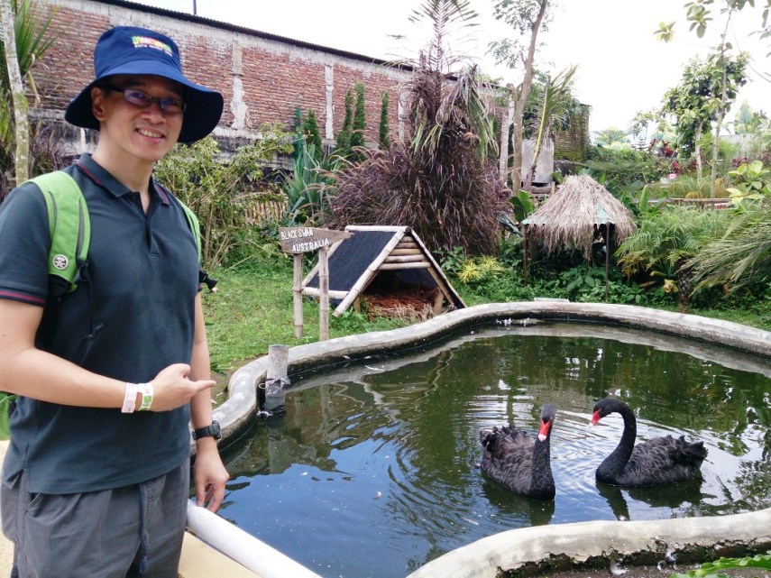 Ketemu Black Swan, angsa hitam asli dari Australia, dan jadi istilah buku terkenal Nassim Taleb 'The Black Swan'