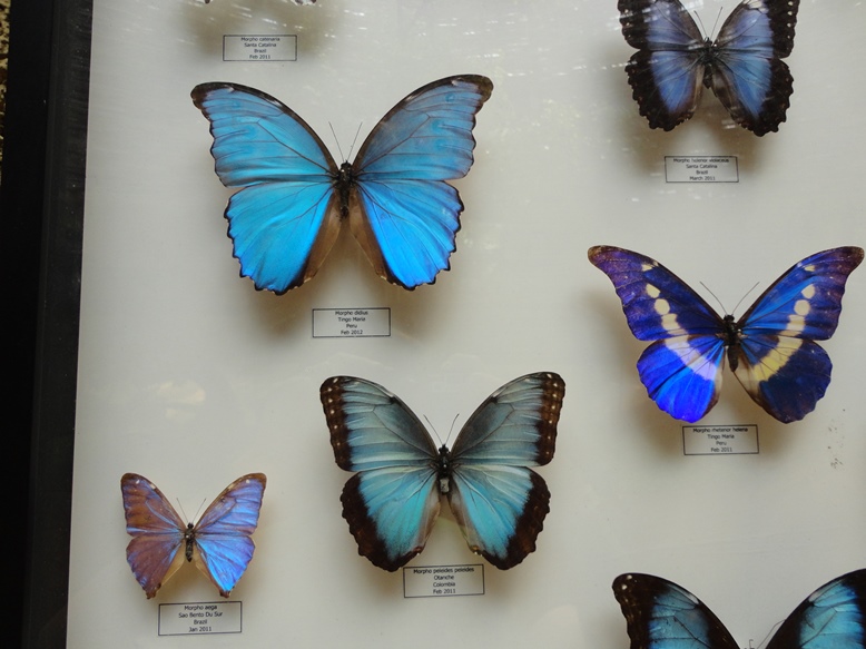 Detail kupu yang cantik2. Ada yang kalo kena cahaya memantulkan begitu....