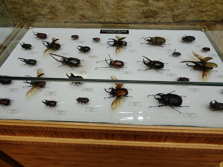 Koleksi kumbang. I hate them too.