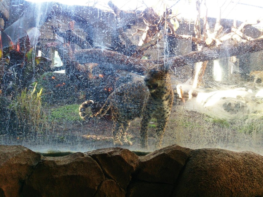 Sarapan ditatap macan tutul