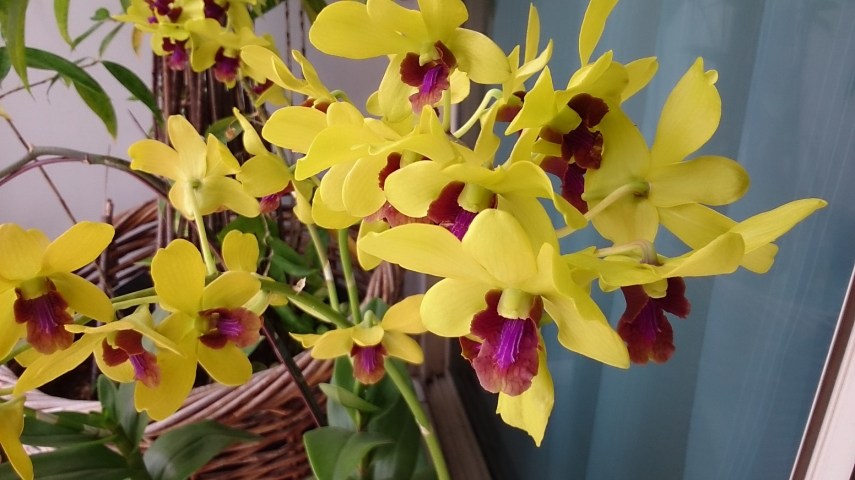 Surprisingly, untuk foto jarak sangat dekat/hampir makro, hasilnya cukup memuaskan