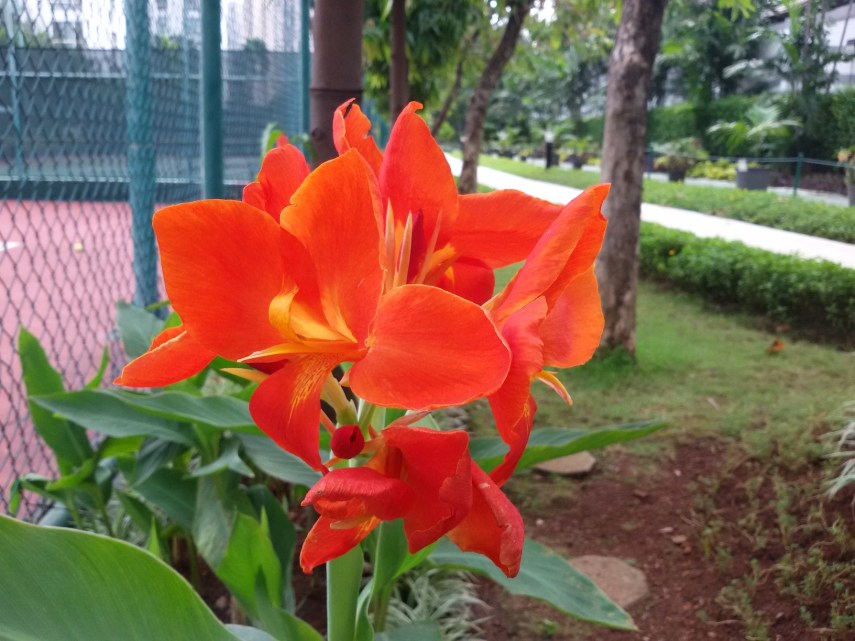 Foto obyek jarak sangat dekat. Gak tau deh udah macro atau belum.